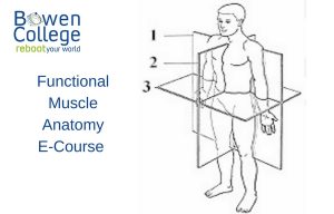 Functional Muscle Anatomy